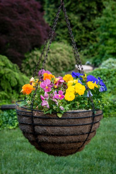 Hanging Basket Installation in Walnut Creek