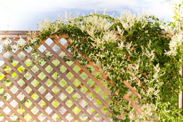 Wood Lattice Installation
