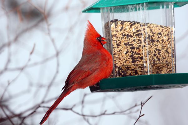 Bird Feeder Hanging in Walnut Creek