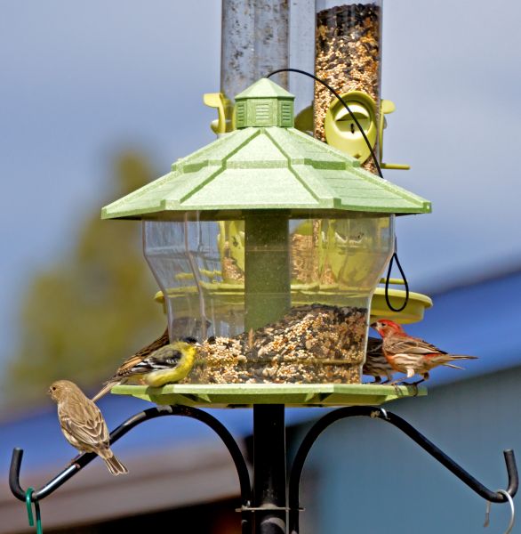 Bird Feeder Installation Service